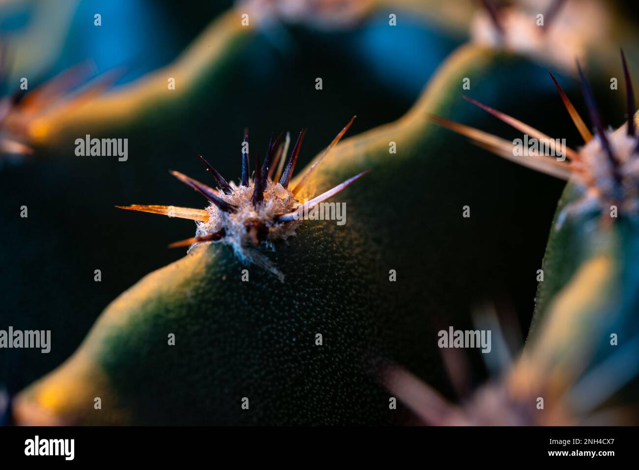 Scatto macro delle spine di cactus Foto Stock