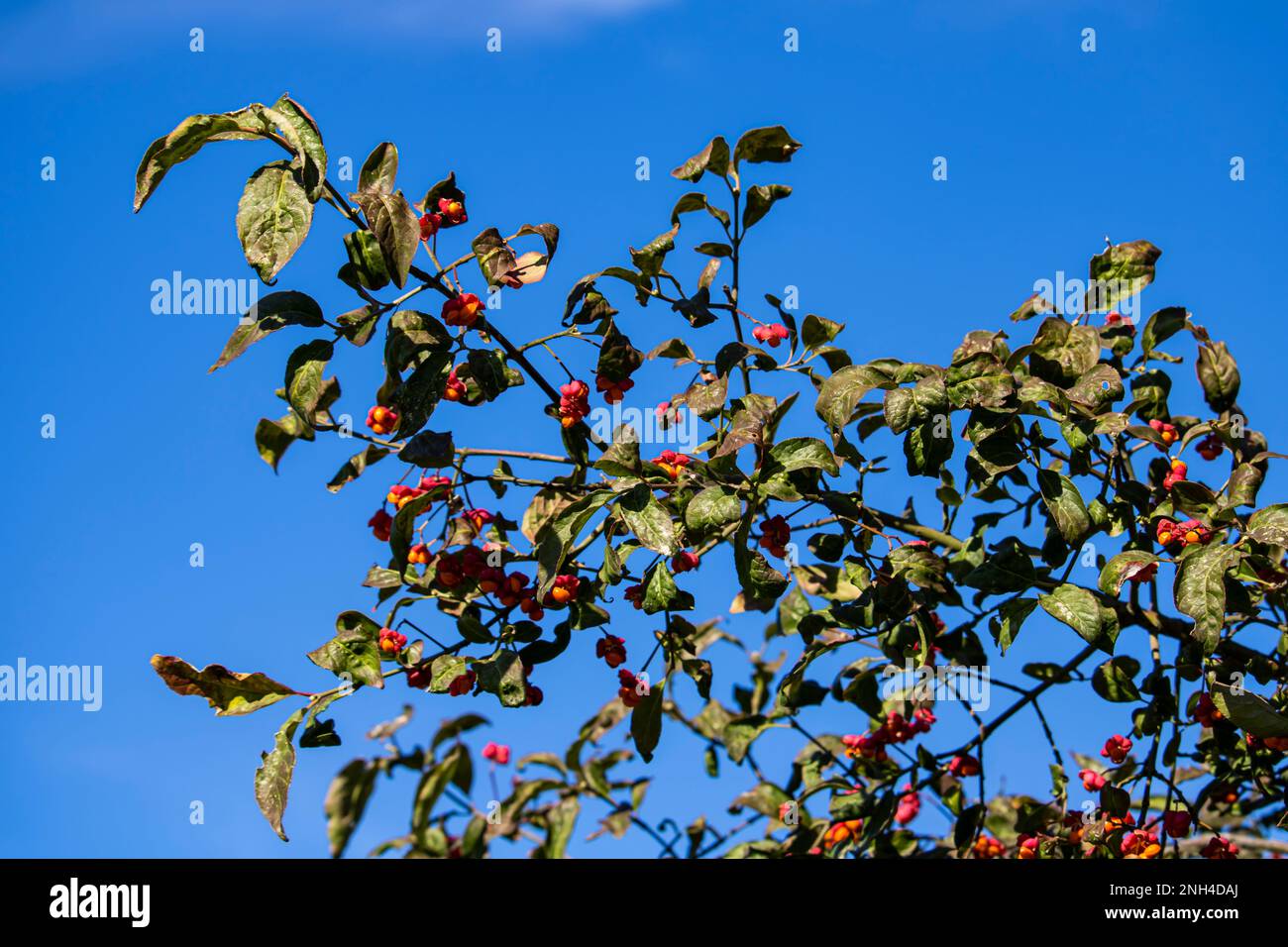 Prodotto giallo rosso Foto Stock