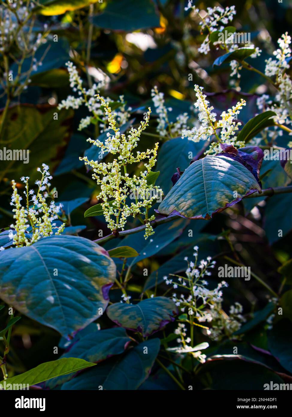 Bianco fiore piccolo Foto Stock
