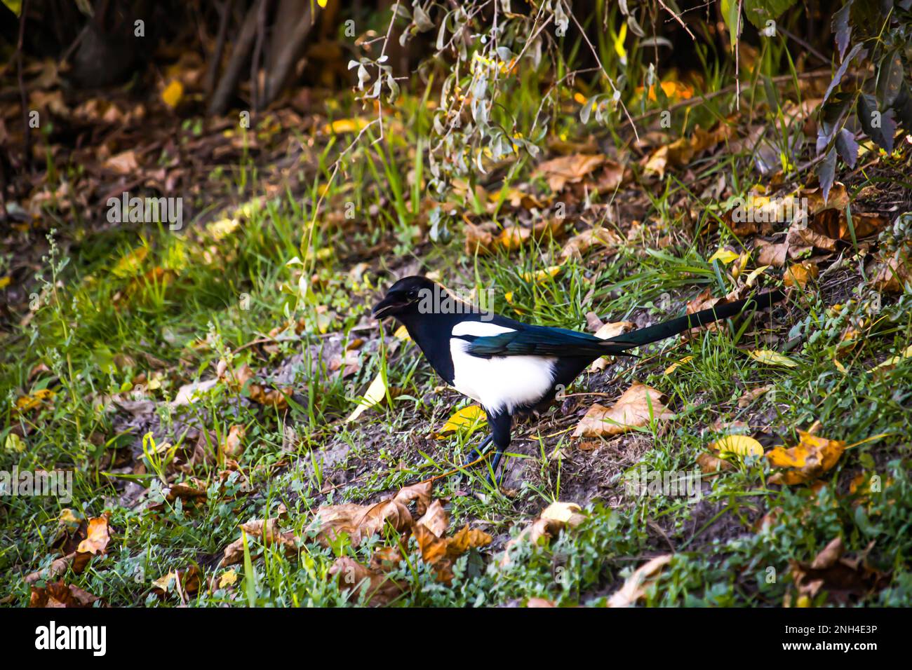 magpie, Pica pica, corvo Foto Stock