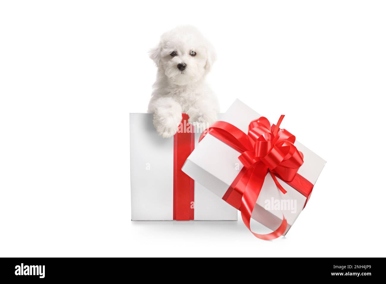 Cucciolo di Bichon Frise all'interno di una scatola regalo isolata su  sfondo bianco Foto stock - Alamy