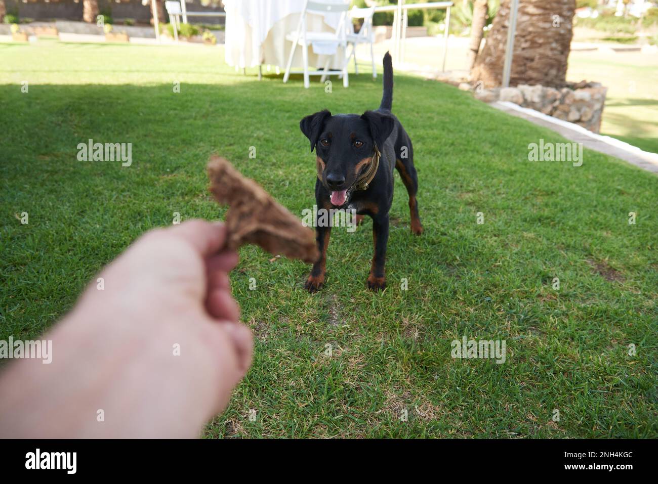 cane in attesa di prendere il cibo dalla vostra mano Foto Stock
