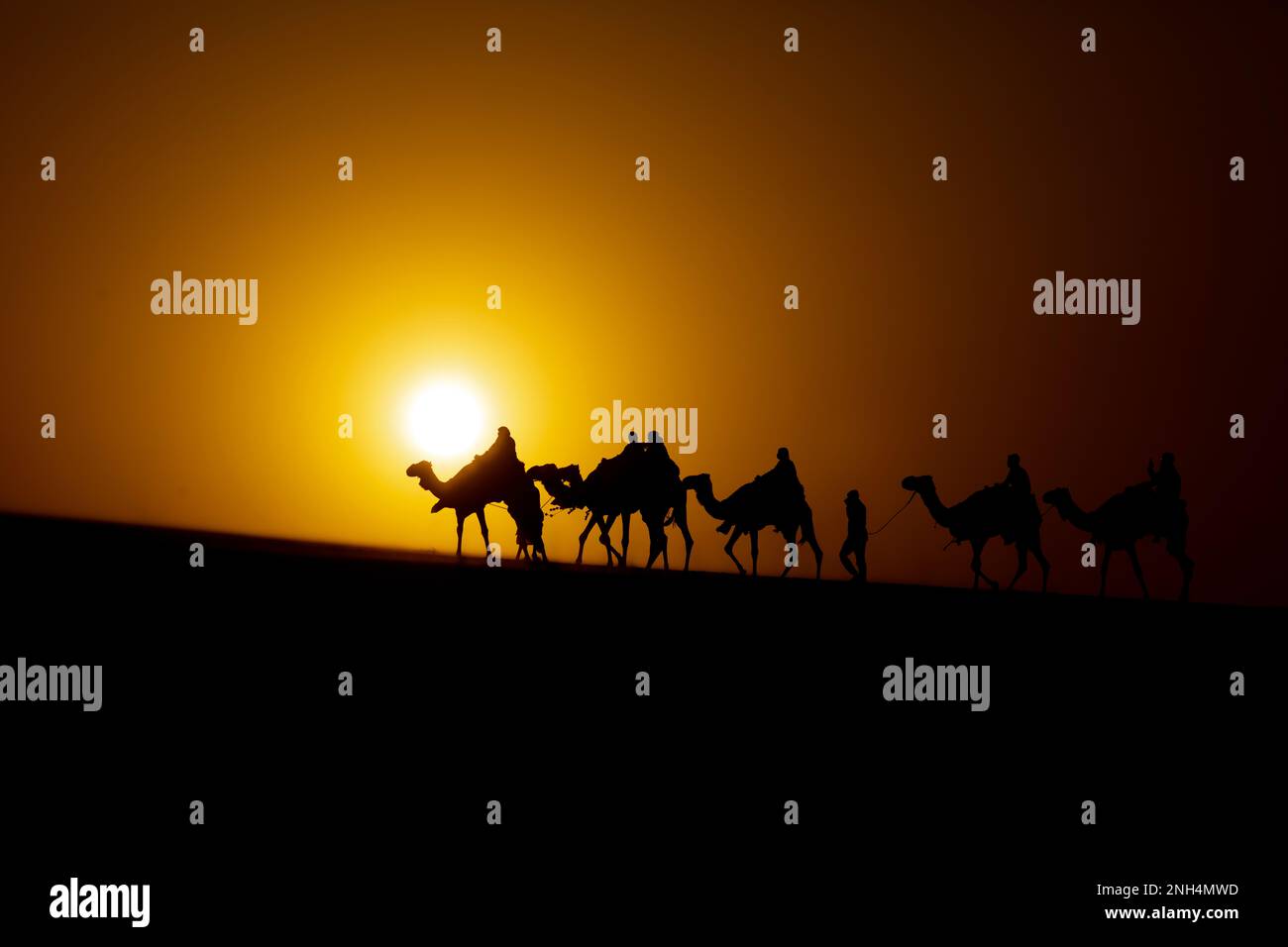 Cammelli arabi nel deserto Mesaieed 18-02-2023 Qatar Foto Stock