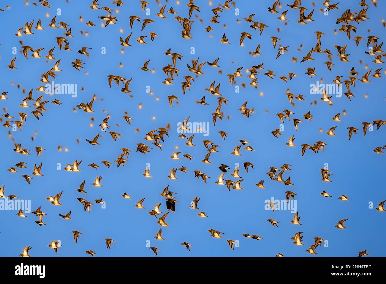 Un gregge di albicaria Golden PloverPluvialis sorvola la riserva naturale RSPB di Frampton Marsh nel Lincolnshire, Regno Unito. Foto Stock