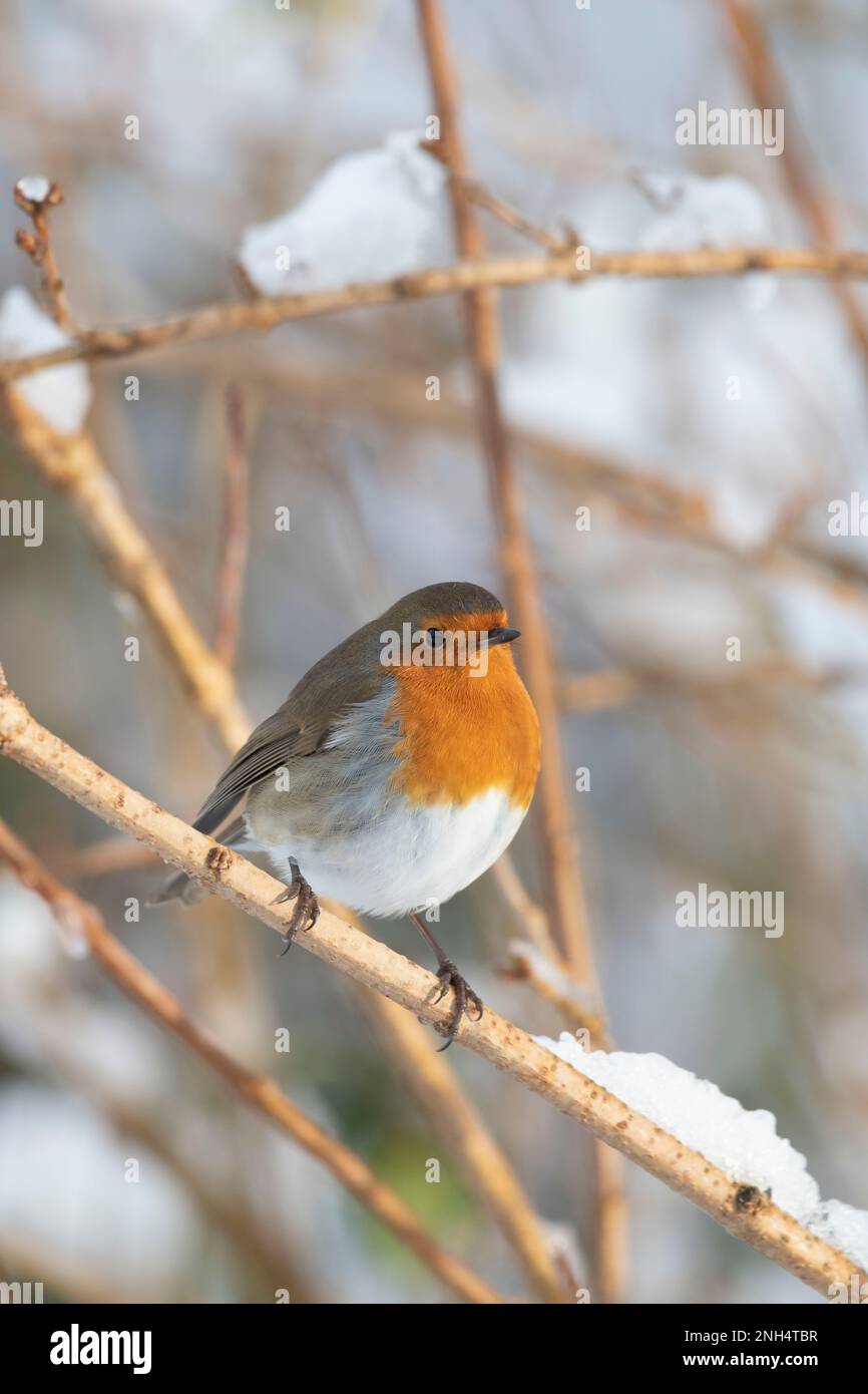 Un Robin (Erithacus rubecula) arroccato su un ramo innevato in un cespuglio di Forsythia in inverno Foto Stock