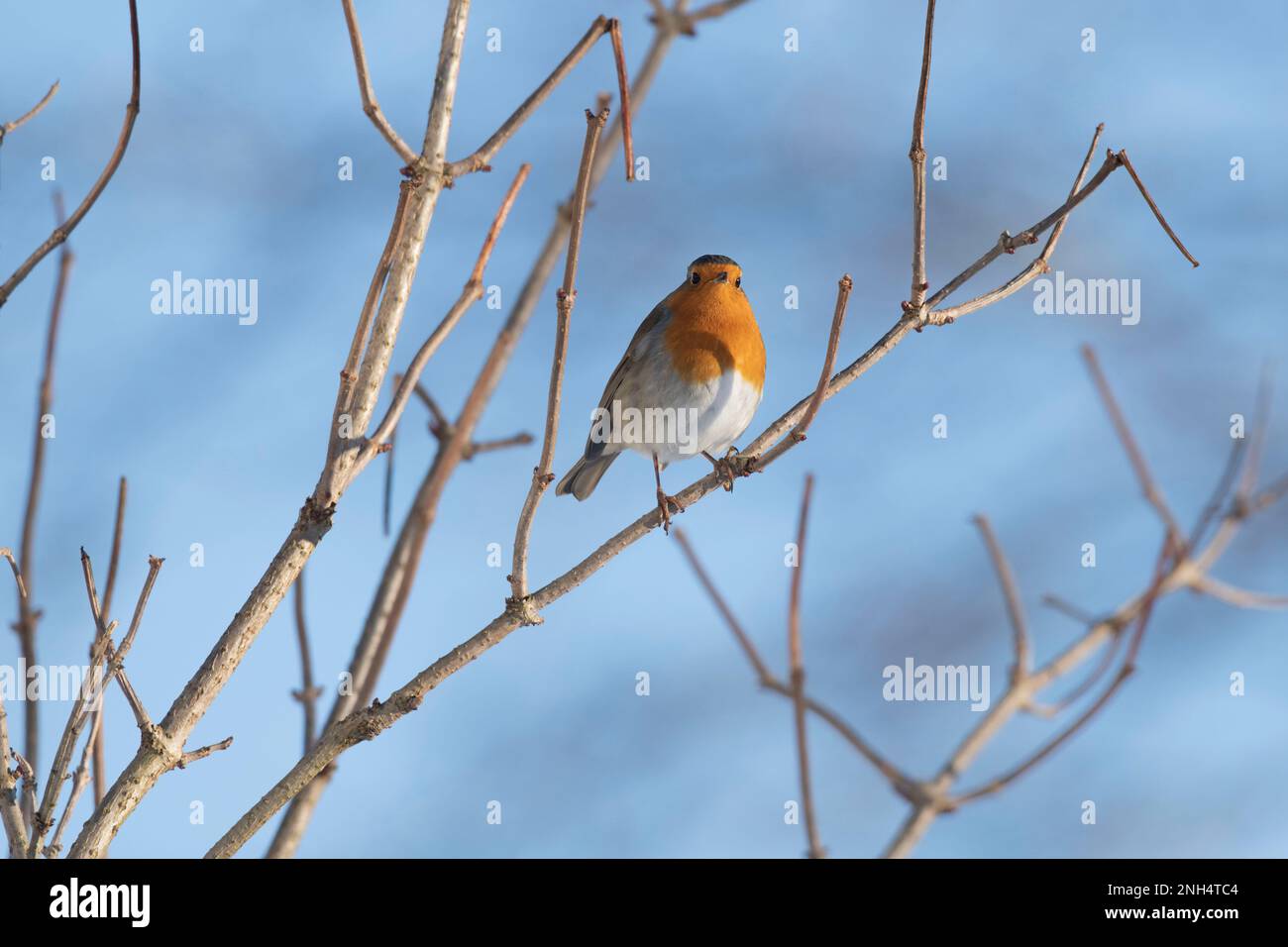 Un Robin (Erithacus rubecula) in inverno sole arroccato in un piccolo albero anziano (Sambucus Nigra) Foto Stock