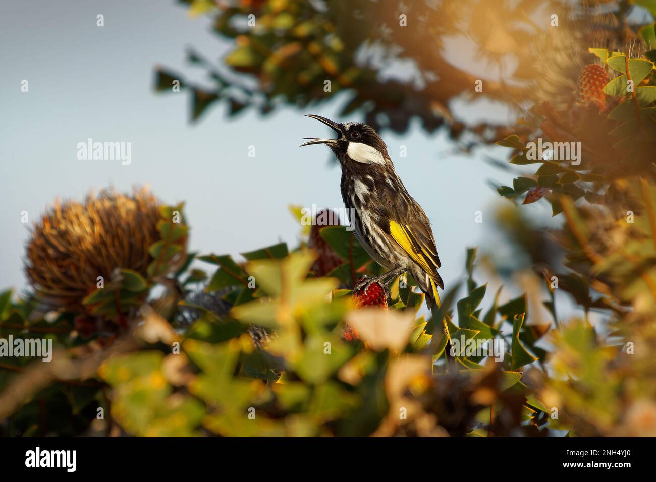 Honeyeater bianco-cheeked - Phylidonyris niger Bird si nutre di nettare sul fiore rosso Adenanthos cuneatus, costa orientale e l'angolo sud-ovest di Aust Foto Stock