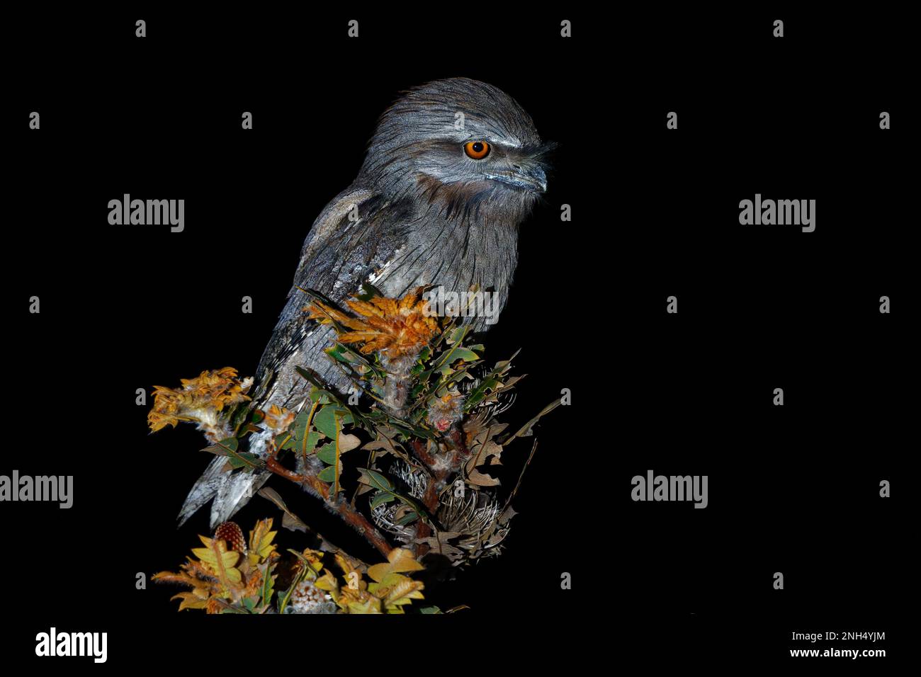 Tawny Frogmouth - Podargus strigoides nightjar seduta sull'albero di notte, nativo dell'Australia e della Tasmania, Bi notturno stocky e a testa grande Foto Stock