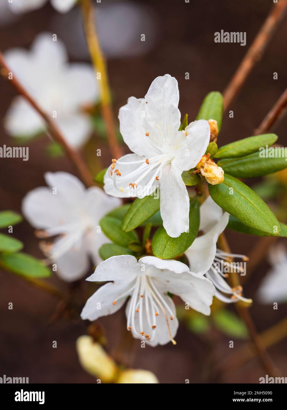 Bianco, fiori di fine inverno della nana, arbusto semi-sempreverde hardy, rododendron dauricum 'Hokkaido' Foto Stock