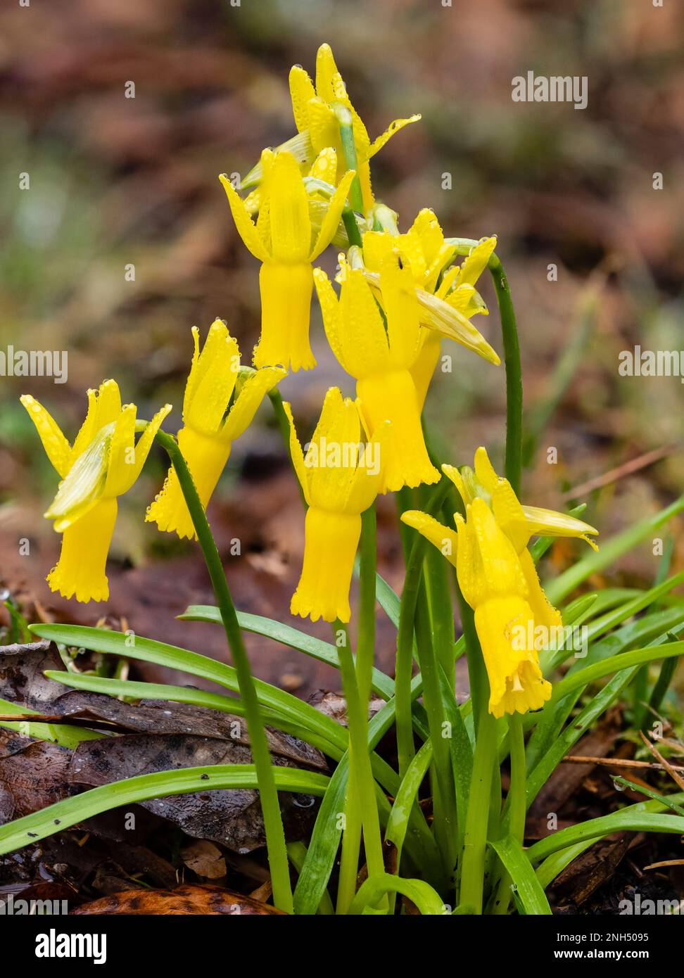 Petali gialli riflettenti del tardo inverno a primavera primaverile bulbo ardito fiorito, Narcissus ciclamineus Foto Stock