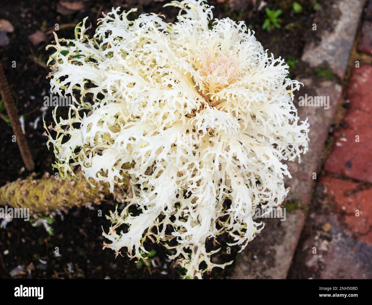 Fogliame centrale ornamentale bianco piuma della foglia di verdure dure, Kale 'Bianco pavone' Foto Stock