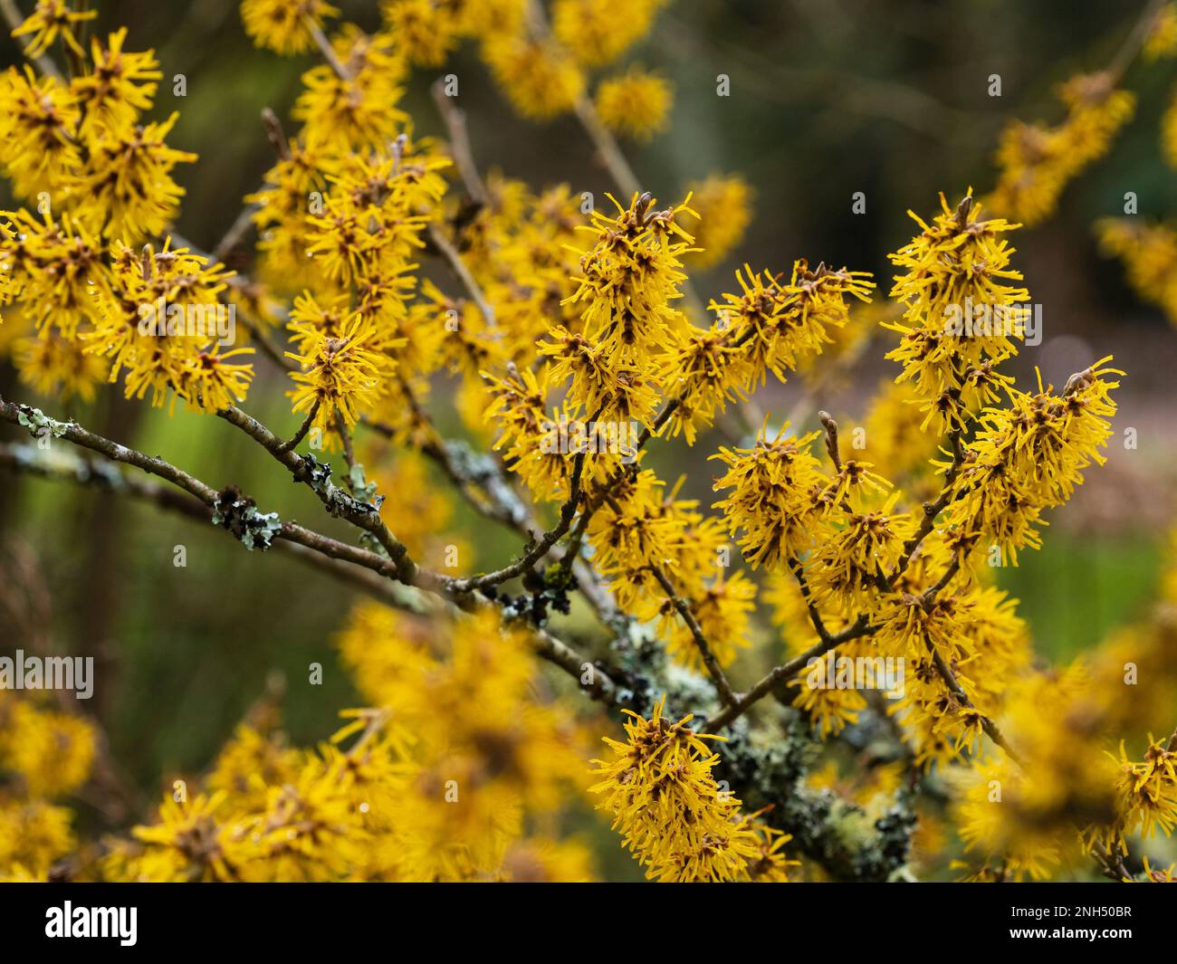 Fiori invernali piccanti dell'arbusto deciduo e fragrante, Hamamelis 'Brevipetala' Foto Stock