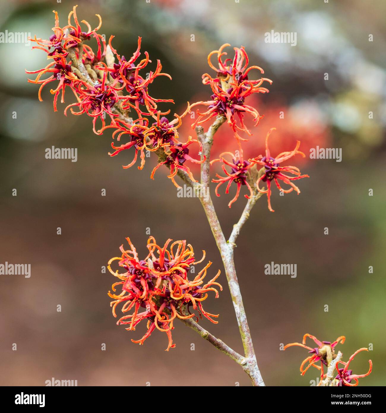 Fiori invernali piccanti dell'arbusto deciduo e fragrante, Hamamelis x intermedia 'Rubin' Foto Stock