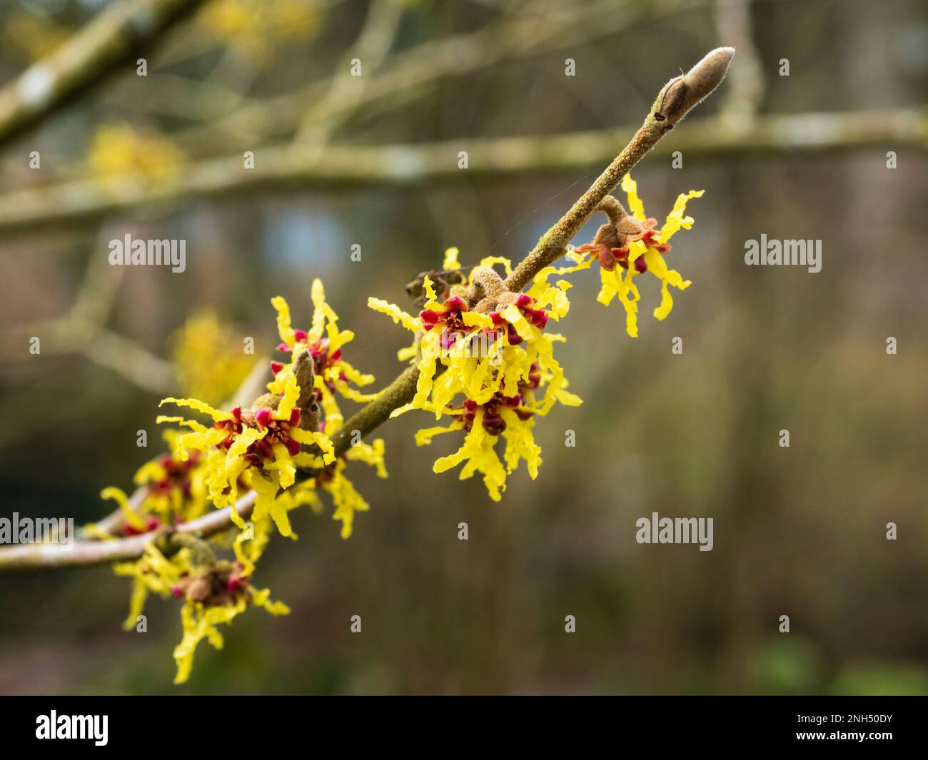 Fiori invernali gialli e piccanti dell'arbusto deciduo, Hamamelis x intermedia Arnold Promise Foto Stock