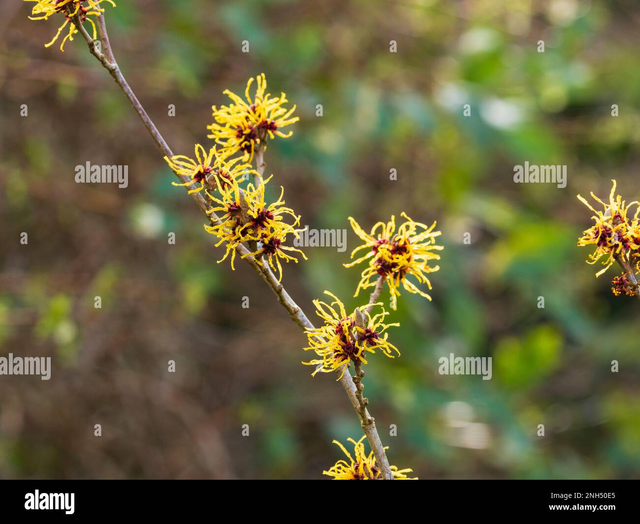 Fiori invernali piccanti dell'arbusto deciduo e fragrante, Hamamelis x intermedia 'Nina' Foto Stock