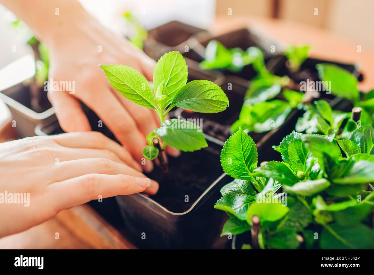 Giardiniere che piantano le hydrangeas del bigleaf che tagliano in contenitore con terreno. Piante nuove crescenti nel paese. Molla Foto Stock