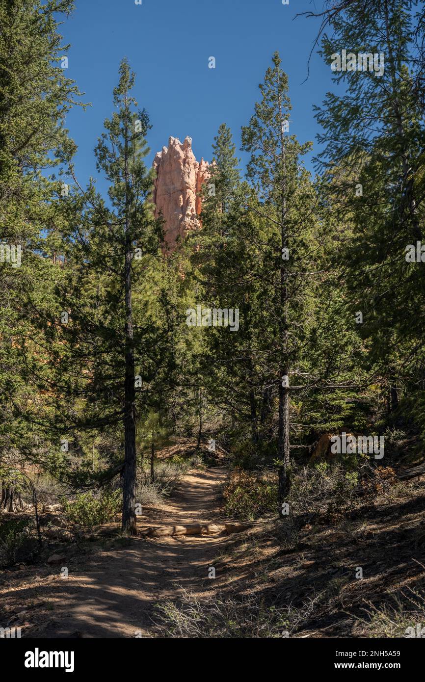 Hoodoo si innesca da sopra gli alberi sul sentiero sotto il Rim Trail nel Bryce Canyon National Park Foto Stock