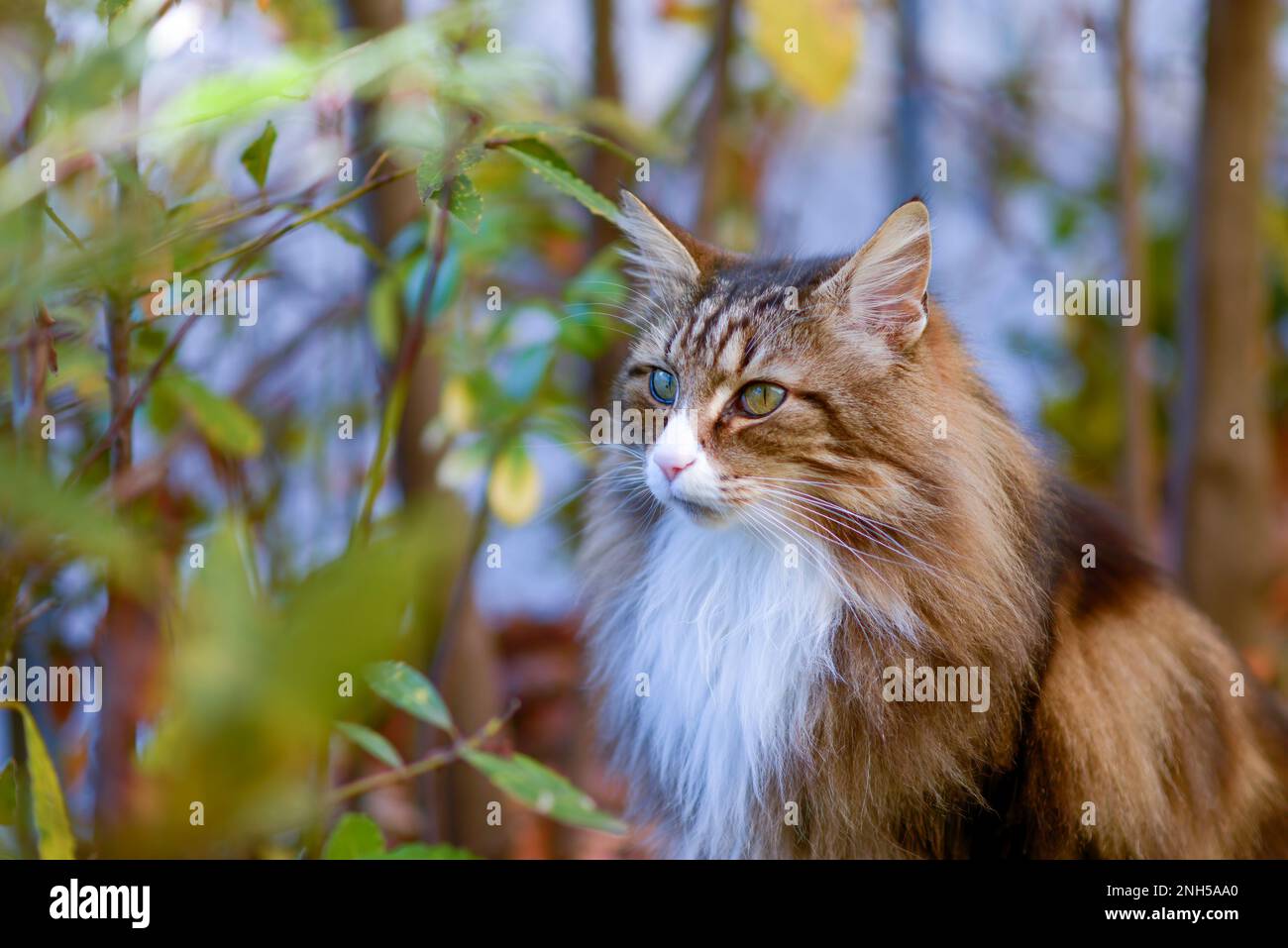 gatto norvegese della foresta seduto nel giardino. occhi verdi. Foto Stock