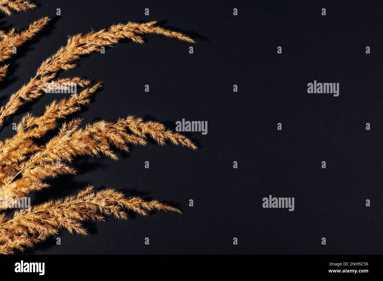 Erba di Pampas su sfondo nero. Vista dall'alto, disposizione piatta, spazio di copia. Foto Stock