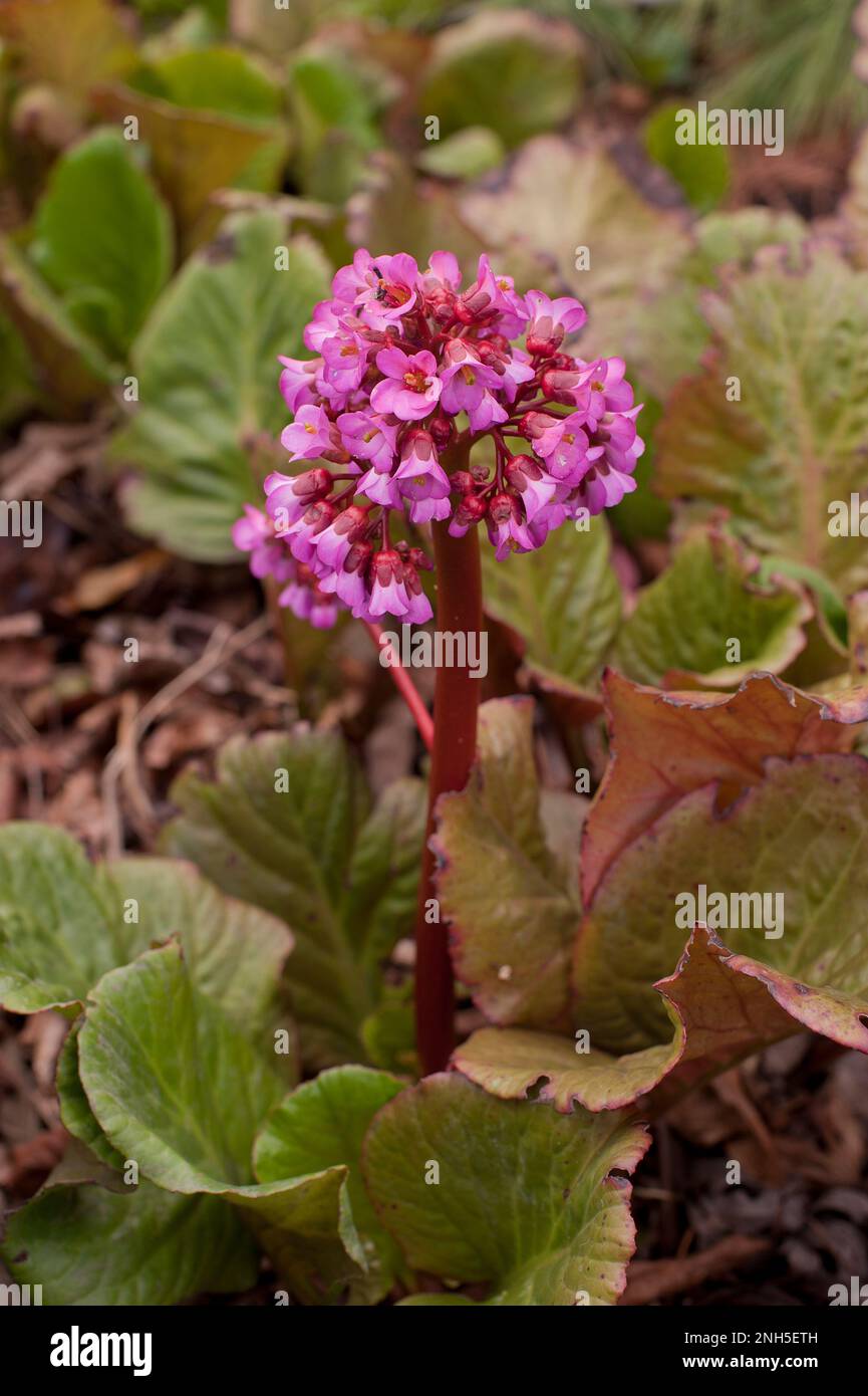 Orecchie di elefante, Bergenia cordifolia Foto Stock