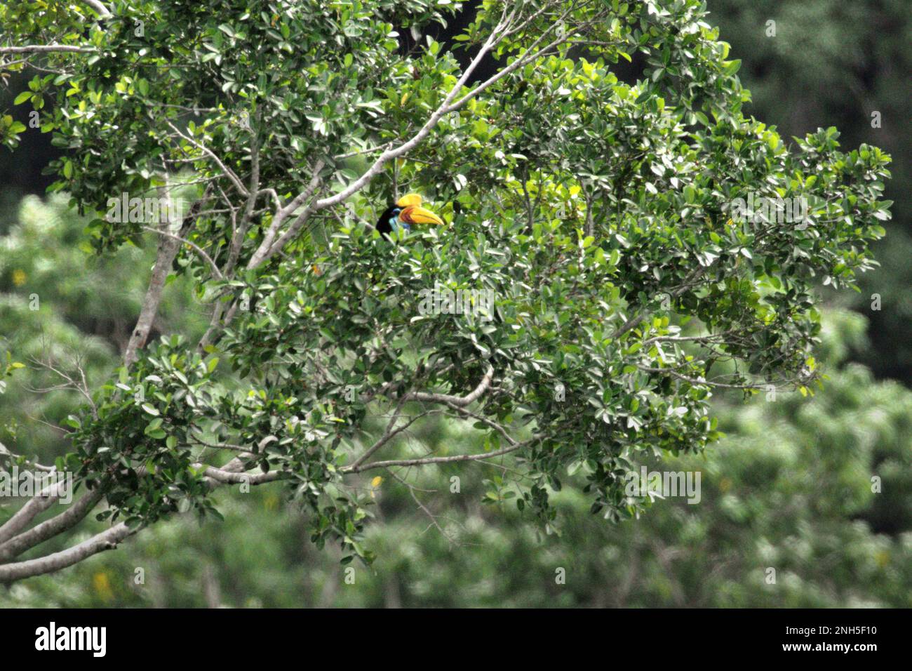 Un individuo femminile di becco d'ornamento knobbed, o a volte chiamato Sulawesi becco rugato (Rhyticeros cassidix), è foraging su un albero in una zona della foresta pluviale vicino al Monte Tangkoko e Duasudara in Bitung, Sulawesi settentrionale, Indonesia. La specie è attualmente considerata vulnerabile all'estinzione a causa del disboscamento e della caccia, secondo Amanda Hackett della Wildlife Conservation Society in una pubblicazione del 2022. "Con gli alberi che diminuiscono, non ci sono luoghi sicuri per coppie di oroscafi per costruire i loro nidi in grandi alberi maturi", ha aggiunto. Hornbill svolge un ruolo importante nella rigenerazione delle foreste. Foto Stock