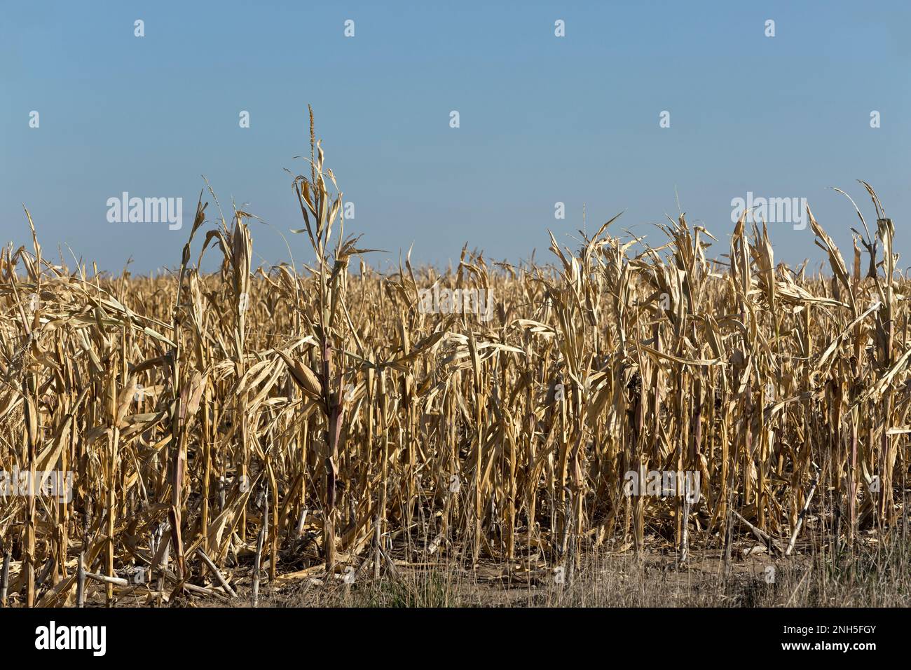 Campo di mais, guasto del raccolto, a causa della mancanza di pioggia, temperature estreme, fine ottobre, Kansas, 'Zea mays'. Foto Stock