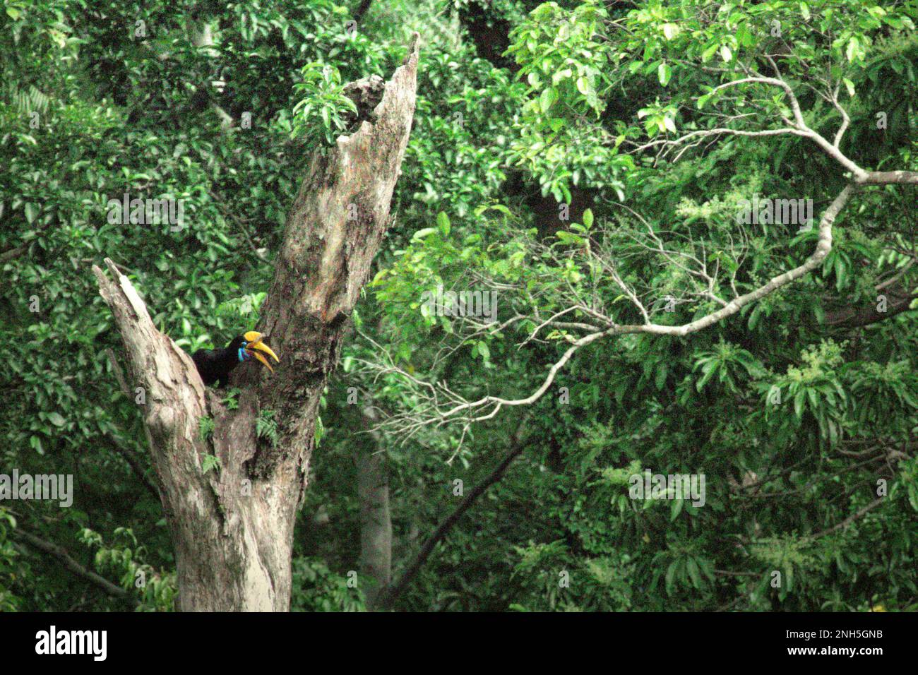 Un individuo femminile di becco d'ornamento knobbed, o a volte chiamato Sulawesi rugged hornbill (Rhyticeros cassidix), sta arroccando su un albero morto nella foresta pluviale vicino il Monte Tangkoko e DuaSudara in Bitung, Sulawesi del Nord, Indonesia. A causa della loro dipendenza dalle foreste e da alcuni tipi di alberi, le corna in generale sono minacciate dal cambiamento climatico. Foto Stock