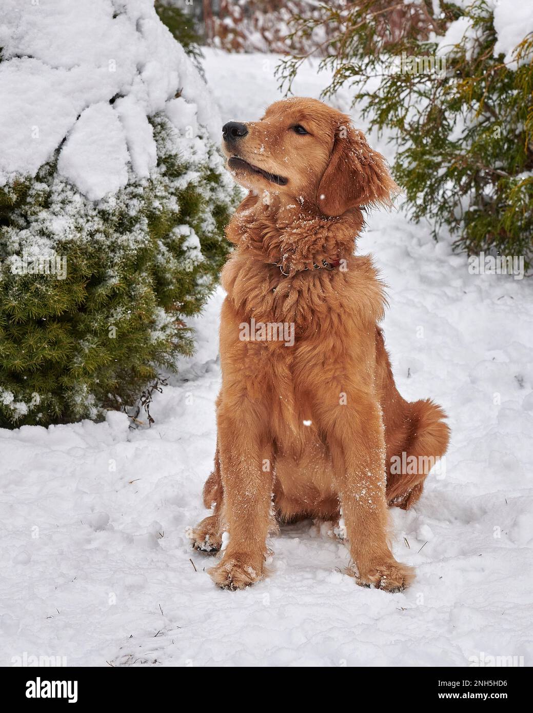 Cani che si godono la neve, Nuova Scozia, Canada, Foto Stock