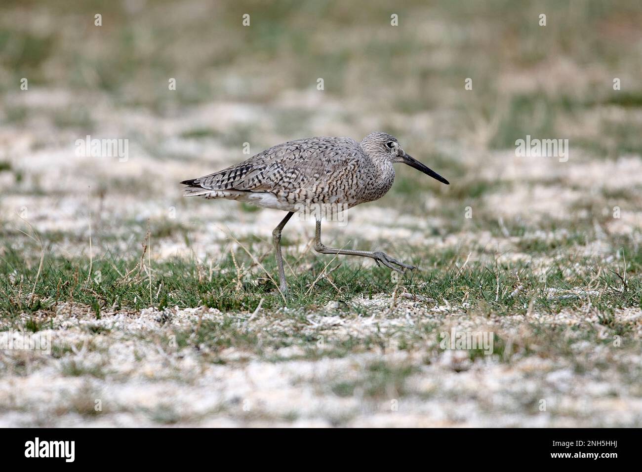 Willet (Catoprophorus semipalmatus), lago Frank, Alberta, Canada Foto Stock