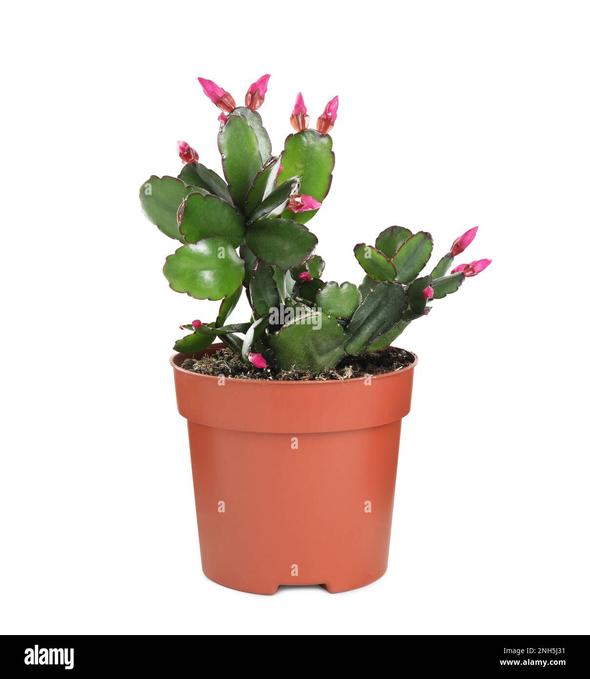 Bella Schlumbergera rosa (cactus di Natale o del Ringraziamento) isolato su bianco Foto Stock