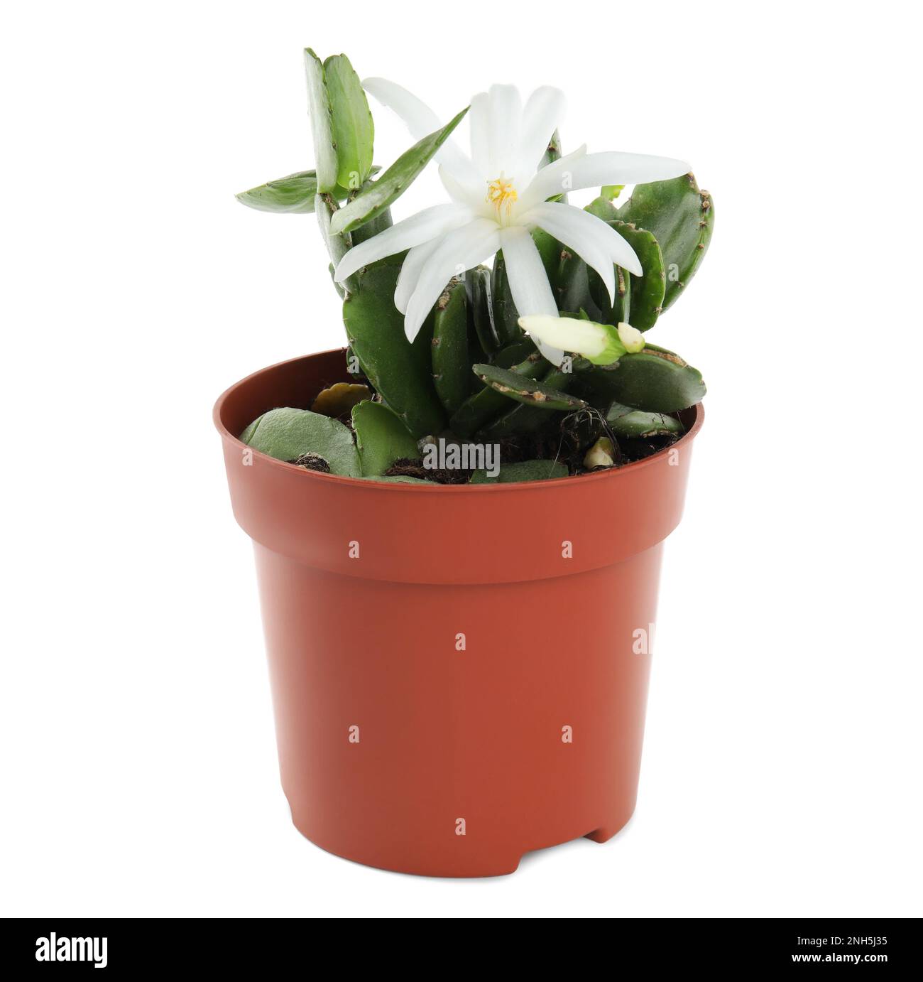 Bella fioritura Schlumbergera (cactus di Natale o del Ringraziamento) isolato su bianco Foto Stock