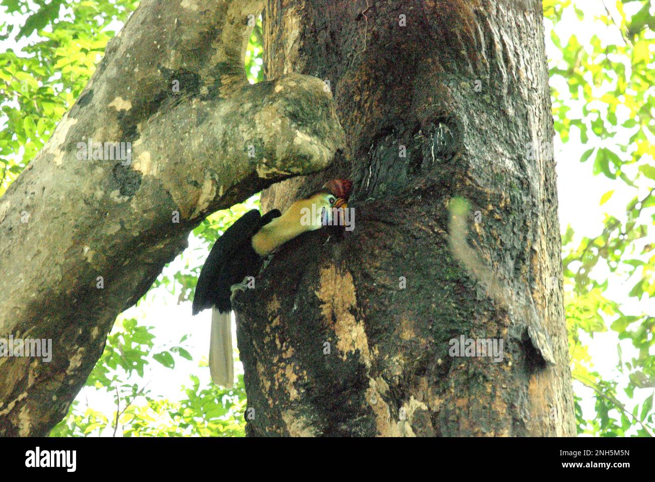 Un maschio knobbed hornbill, o a volte chiamato Sulawesi rugged hornbill (Rhyticeros cassidix), alimenta un pulcino che sta aspettando all'interno di un nido, attraverso una crepa su un albero nella riserva naturale di Tangkoko, Sulawesi settentrionale, Indonesia. La specie è attualmente considerata vulnerabile all'estinzione a causa del disboscamento e della caccia, secondo Amanda Hackett della Wildlife Conservation Society in una pubblicazione del 2022. "Con gli alberi che diminuiscono, non ci sono luoghi sicuri per coppie di oroscafi per costruire i loro nidi in grandi alberi maturi", ha aggiunto. Foto Stock