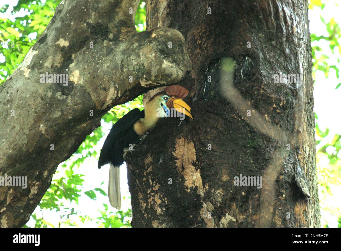 Un maschio knobbed hornbill, o a volte chiamato Sulawesi rugged hornbill (Rhyticeros cassidix), alimenta un pulcino che sta aspettando all'interno di un nido, attraverso una crepa su un albero nella riserva naturale di Tangkoko, Sulawesi settentrionale, Indonesia. La specie è attualmente considerata vulnerabile all'estinzione a causa del disboscamento e della caccia, secondo Amanda Hackett della Wildlife Conservation Society in una pubblicazione del 2022. "Con gli alberi che diminuiscono, non ci sono luoghi sicuri per coppie di oroscafi per costruire i loro nidi in grandi alberi maturi", ha aggiunto. Foto Stock
