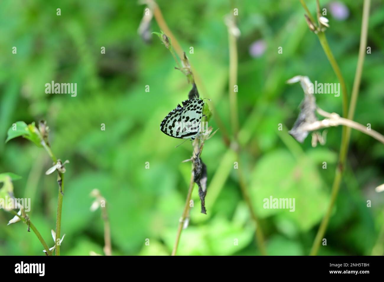 Bella vista della carta da parati di una farfalla Pierrot comune (Castalius Rosimon) seduta verticalmente su fusto di erba secca rivolto verso il basso Foto Stock