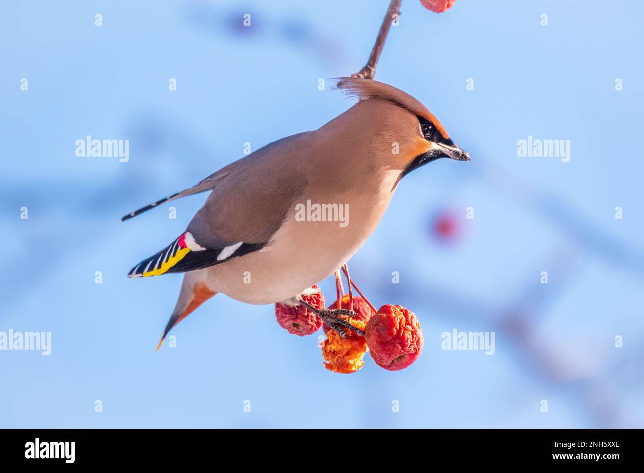 Waxwing bohémien seduto sul cespuglio e nutrendosi sulle mele rosse selvatiche in inverno o all'inizio della primavera. Uccello selvatico. Nome latino Bombycilla garrulus Foto Stock