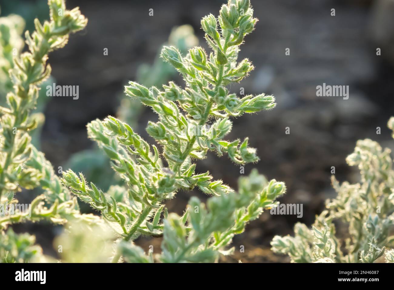 Closeup della pianta di Cressa. Dettagli primo piano della pianta verde con retroilluminazione. Foto Stock