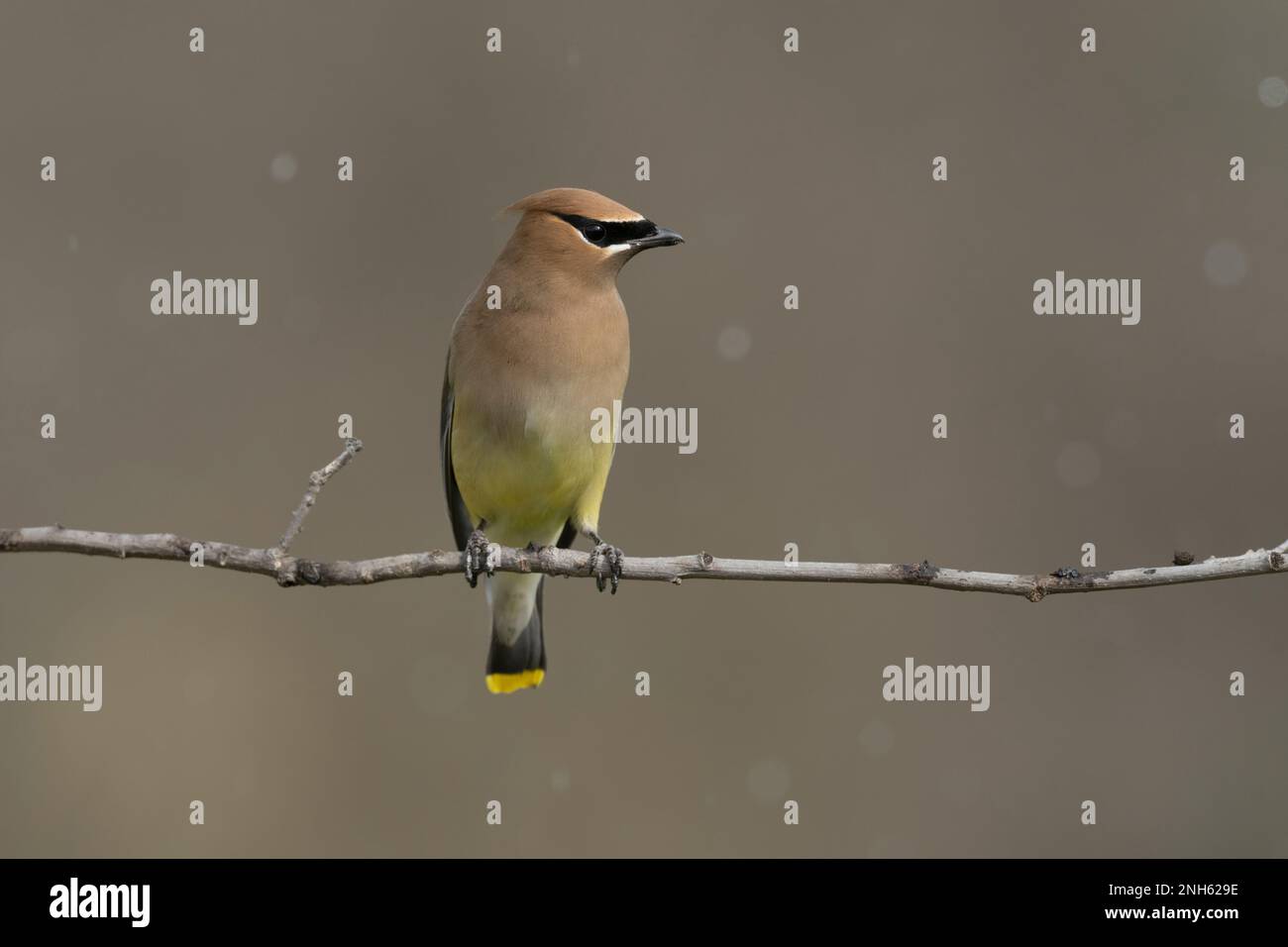 Cedar Waxwing (Bombycilla cedrorum) in attesa di un turno al bagno di uccelli Foto Stock