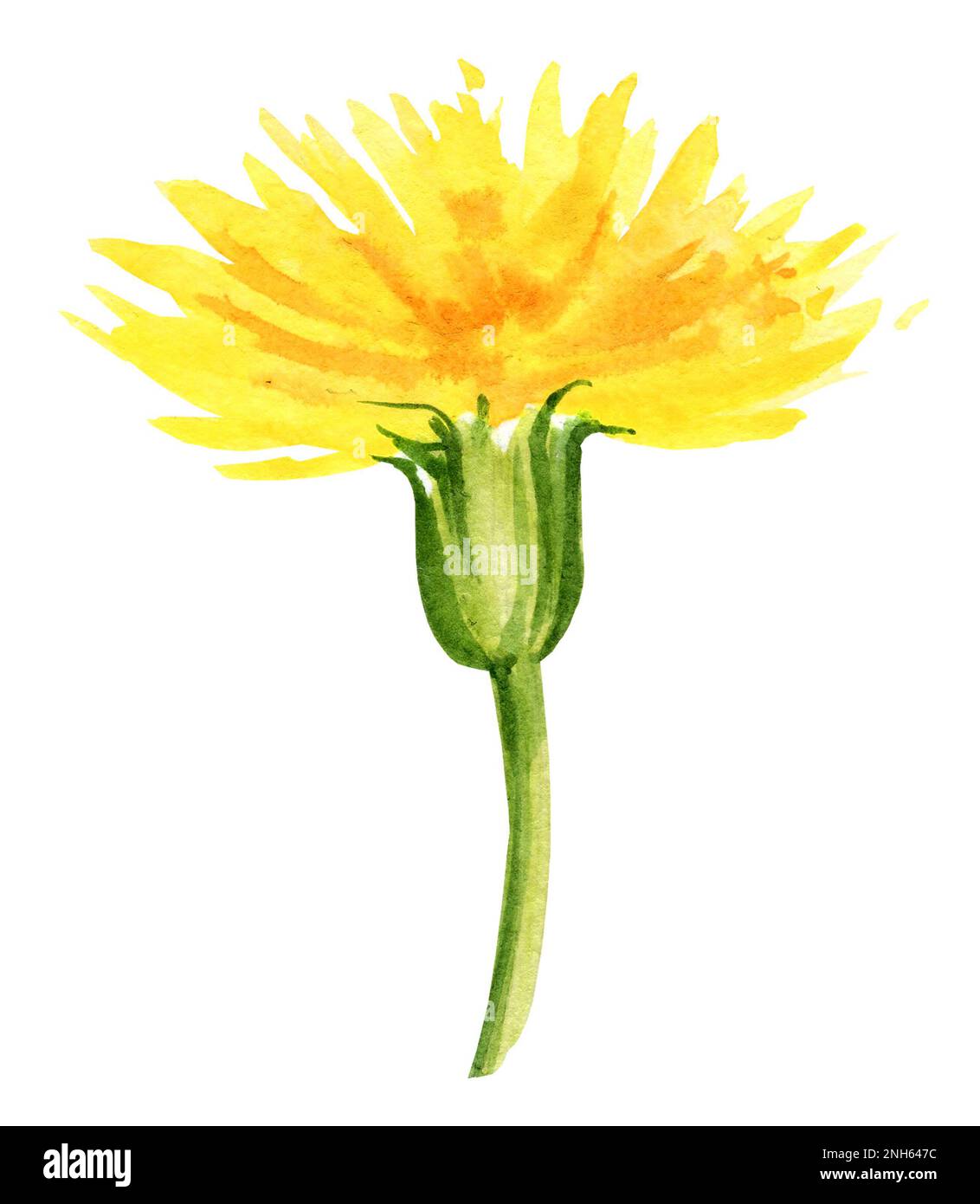 acquerello fiori dente di leone. Disegno a mano. schizzo di acquerello. Fiori gialli, colore verde. Per l'illustrazione estiva e composizione decorativa Foto Stock