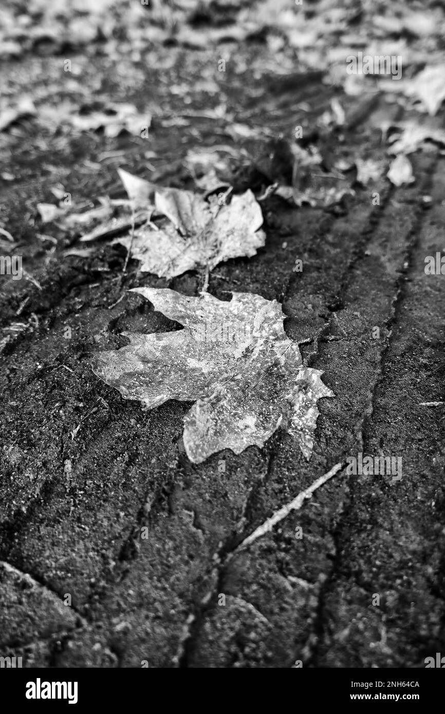 Particolare di caduta di foglie in autunno, freddo e cambio di stagione Foto Stock