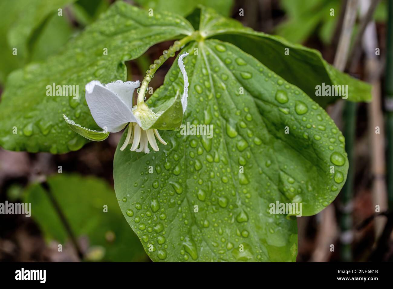 Fiore bianco trillium bagnato dalla pioggia nel bosco primaverile di San Croix Falls, Wisconsin, Stati Uniti. Foto Stock