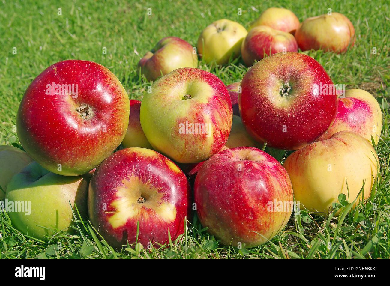 Grandi mele rosse e di lievito di una vecchia specie quasi estinta di melo 'Rheinischer Kalvil' (Rhenanian Calvil) al momento della raccolta in un prato. Foto Stock
