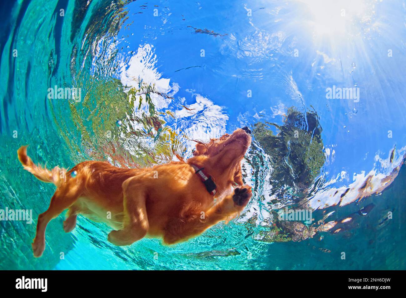 Foto subacquea del cucciolo golden labrador Retriever nella piscina all'aperto gioca con divertimento - saltando e tuffandosi in profondità. Attività e giochi Foto Stock