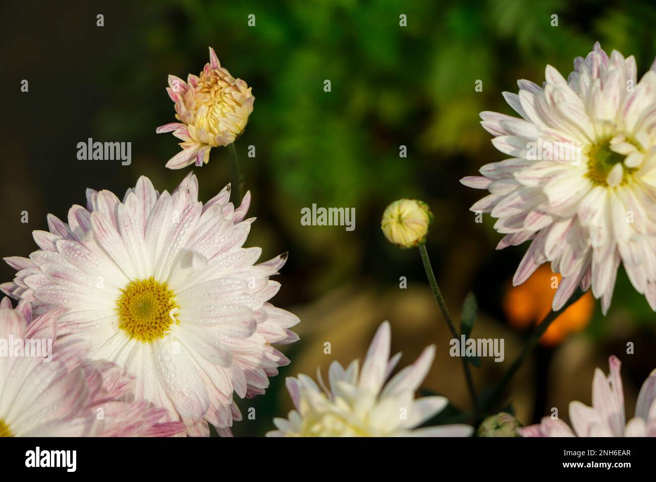 Crisantemo sfondo fiore, crisantemo rosa in giardino Foto Stock