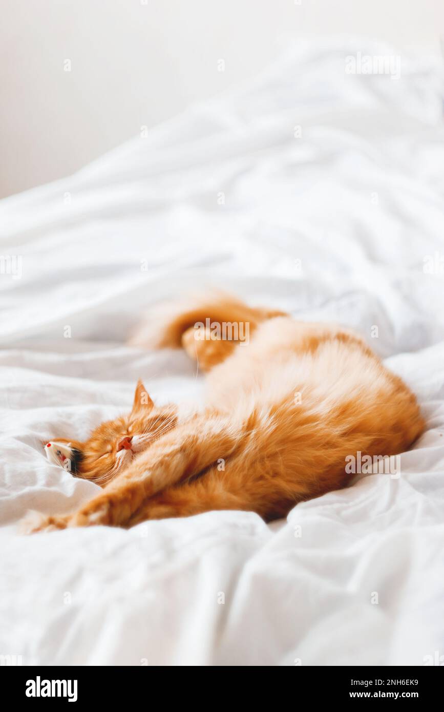Zenzero gatto dormire a letto con il suo mouse giocattolo. Gatto carino che spiana su coperta bianca. Accogliente sfondo casa. Foto Stock
