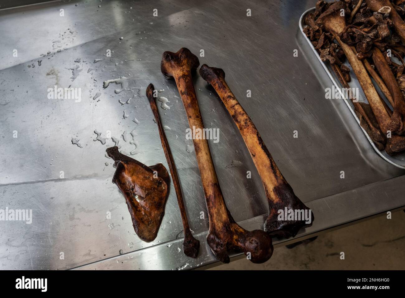 Patologo forense Dr. Raquel Fortun, Manila, Filippine, guerra alla droga Foto Stock