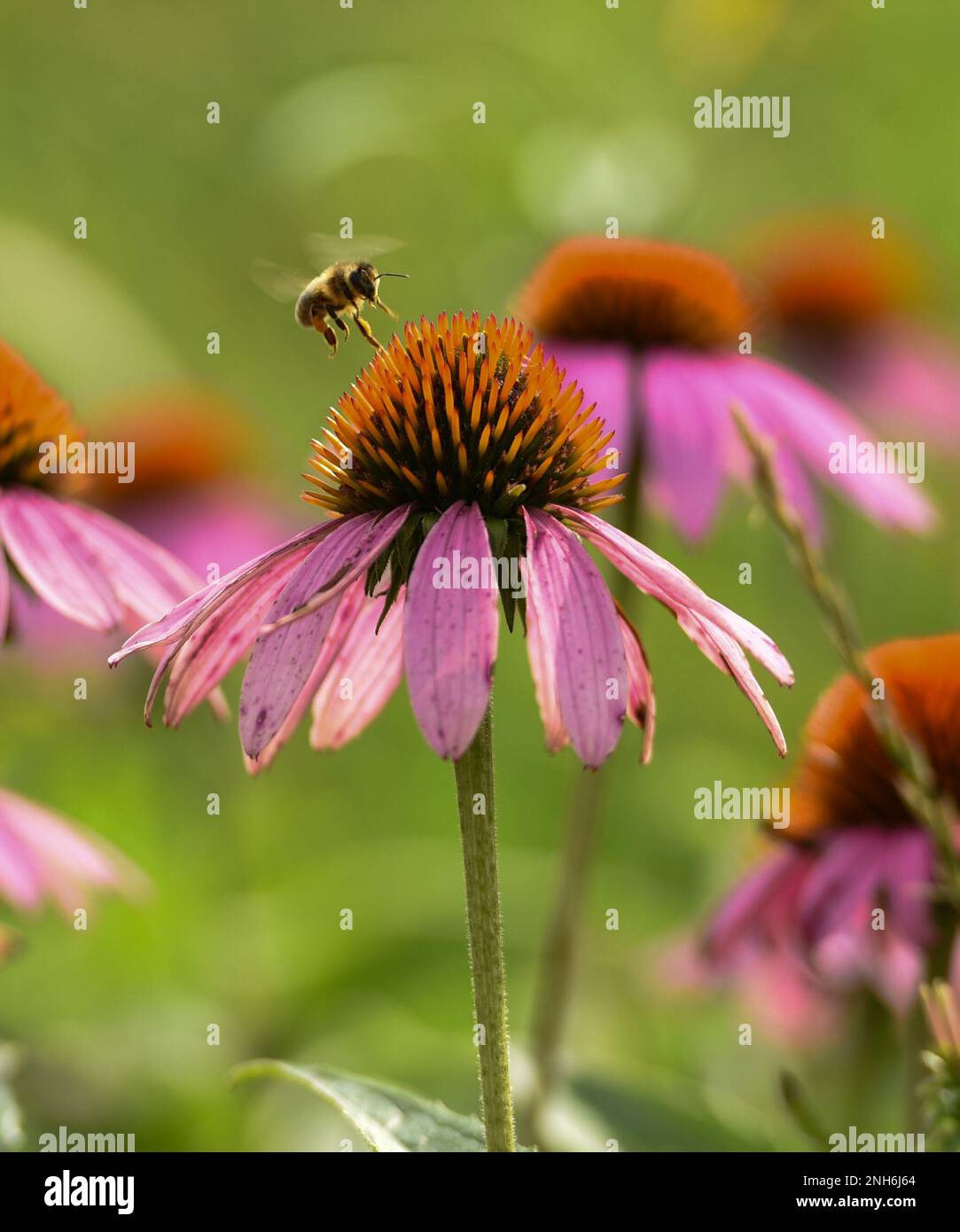 Un'ape vola per pollinare un fiore di cono viola a Huffman Prairie, Wright-Patterson Air Force base, Ohio, 20 luglio 2022. Huffman Prairie è la più grande prateria naturale dell'Ohio. 88 ABW,Huffman,USAF,WPAFB,prateria Foto Stock