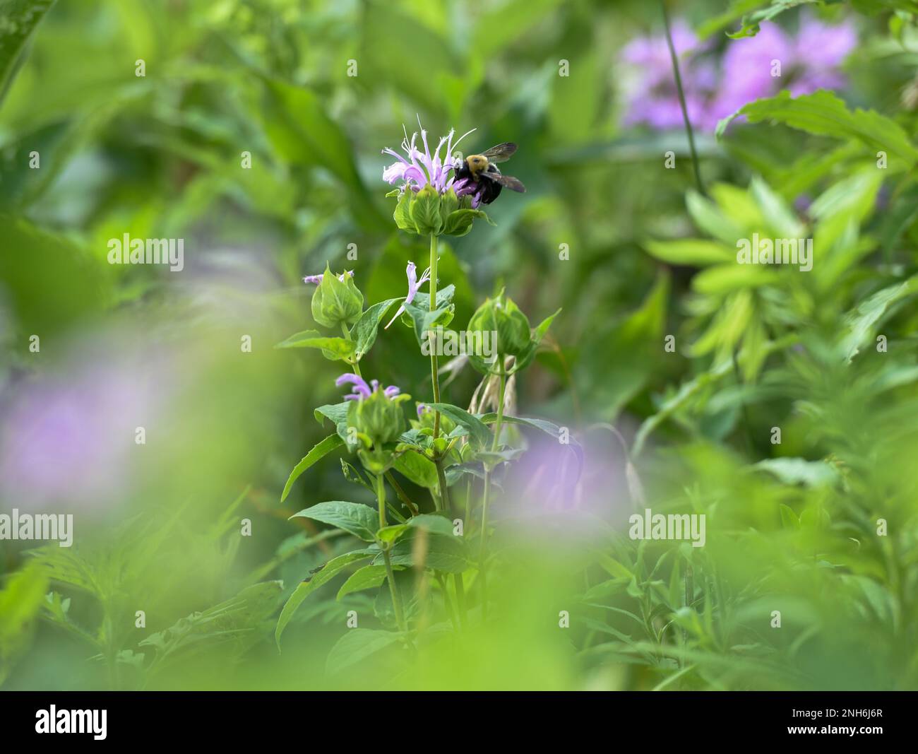 Un bumblebee impollinates un fiato di superiorità phacelia in Huffman Prairie, Wright-Patterson Air Force base, Ohio, 20 luglio 2022. Huffman Prairie è la più grande prateria naturale dell'Ohio. Foto Stock