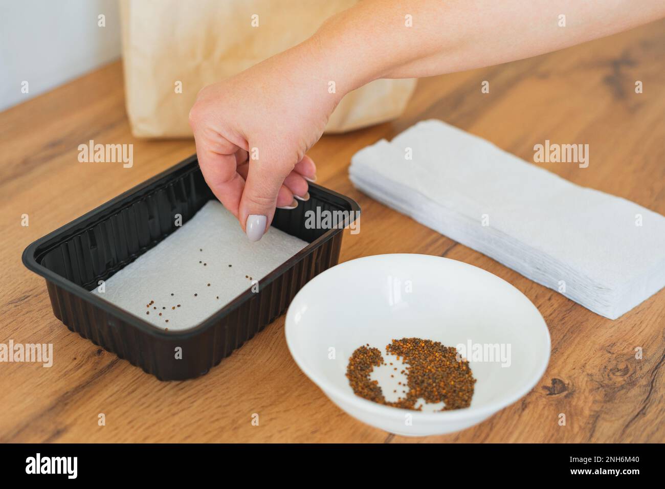 Piantando semi micro-verdi sui tovaglioli di carta. Eco-friendly coltivazione di verde a casa. SDOF Foto Stock