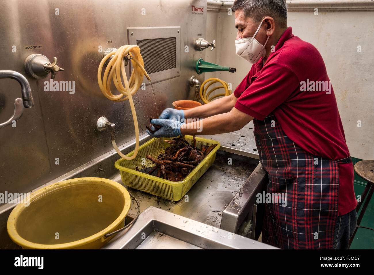 Patologo forense Dr. Raquel Fortun, Manila, Filippine, guerra alla droga Foto Stock