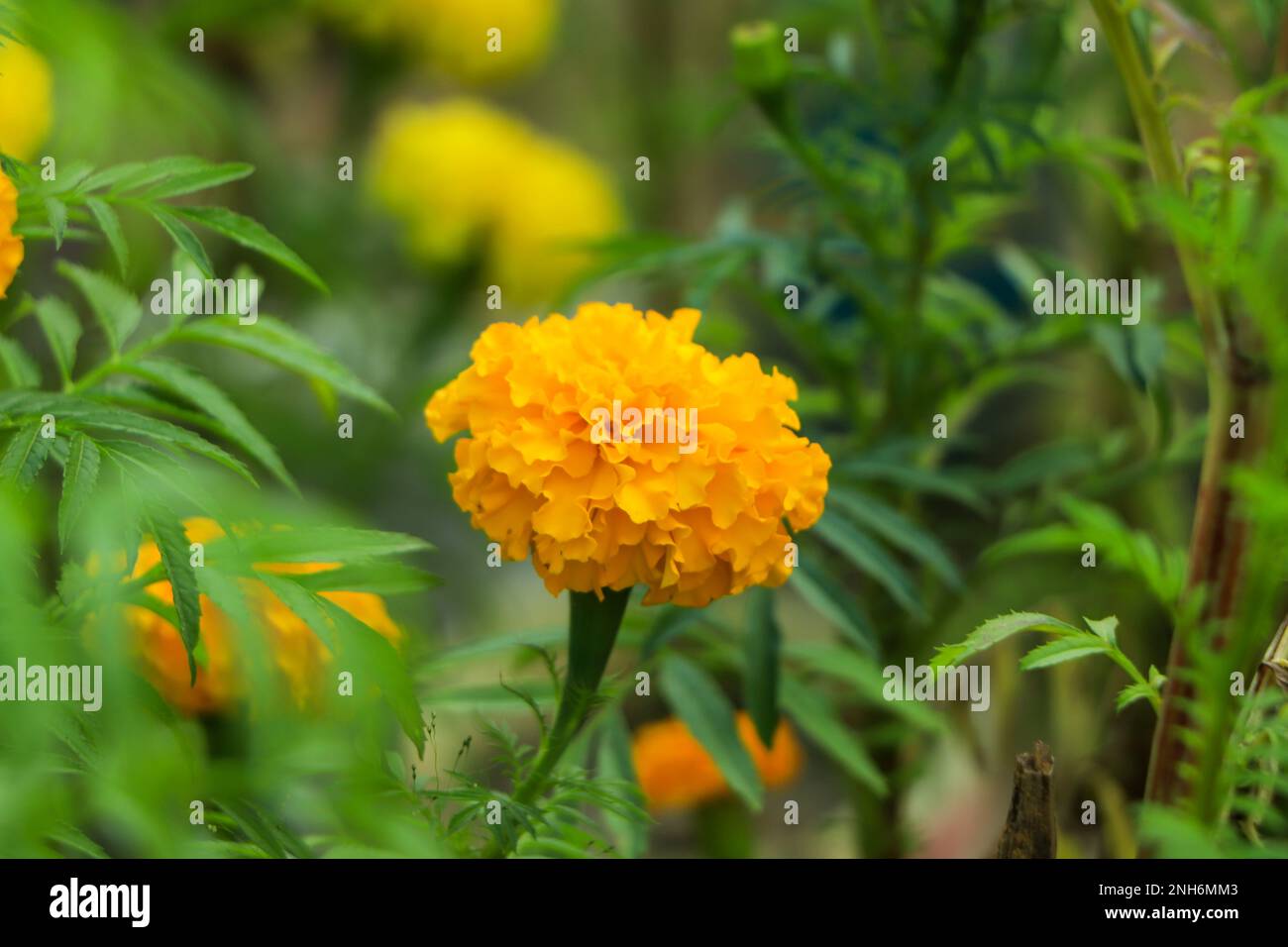 Giallo e arancio fiori di tagete (tagetes) in fiore Foto Stock